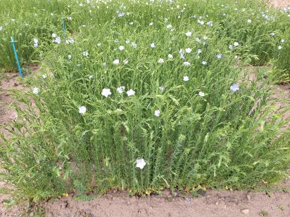 Click for 1 image(s) for this accession.